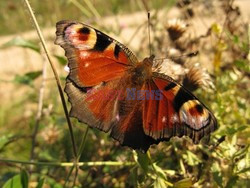 Sławomir Kordaczuk stock photos