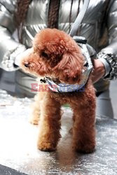 Moncler 9 dogs