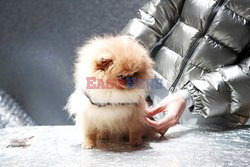 Moncler 9 dogs