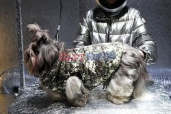 Moncler 9 dogs